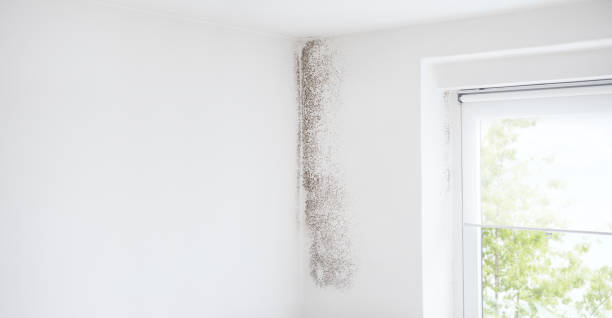 Best Water Damage & Mold Remediation  in Indio, CA
