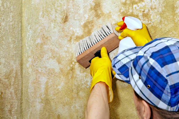 Mold Remediation for Vacation Homes in Indio, CA