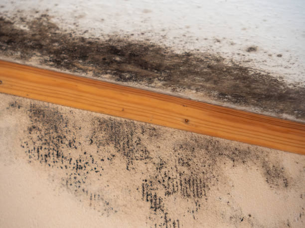 Best Dehumidification Services  in Indio, CA