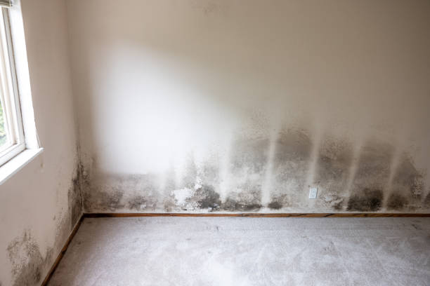 Best Crawl Space Mold Remediation  in Indio, CA