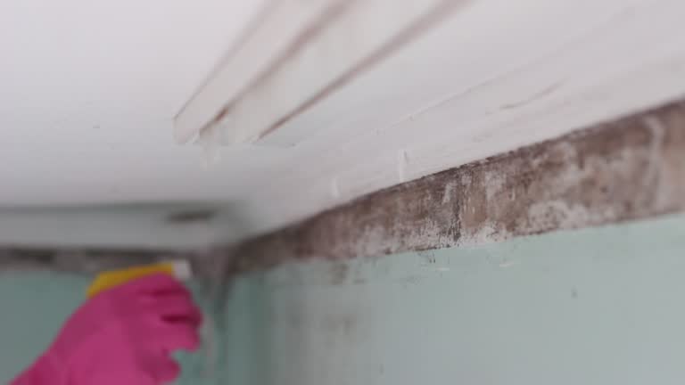 Best Basement Mold Removal  in Indio, CA