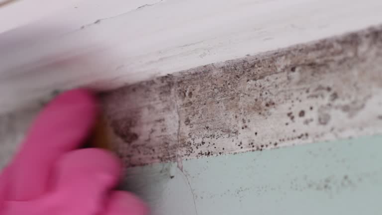 Best Mold Remediation for Vacation Homes  in Indio, CA
